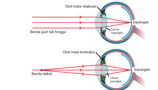 Gambar 13 bentuk mata saat melihat benda